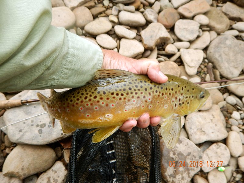 -Kettle Valley-085-.jpg - Here he is in hand.  Would have looked larger if I could have used two hands to stretch him out but, I was solo today.  This is the best I could manage.